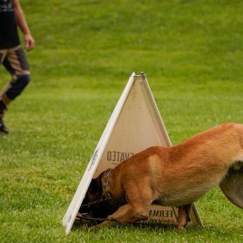 Evolve Canine Academy dog and handler training outdoors — photo 48