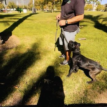 Dog training session at Evolve Canine Academy in Southern California — photo 49
