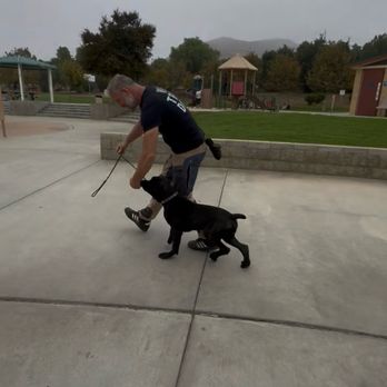 Board and train moment at Evolve Canine Academy — photo 52