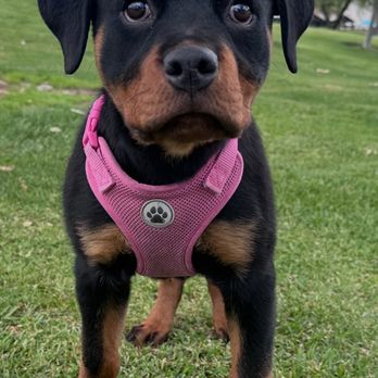Client dog outdoors during Evolve Canine Academy training — photo 54