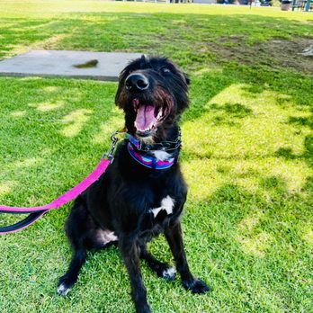 Professional canine training in Riverside and Southern California — photo 55
