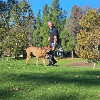 Dog training session at Evolve Canine Academy in Southern California — photo 57