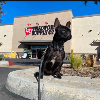 Obedience training photo from Evolve Canine Academy — photo 58