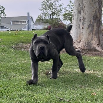 Client dog outdoors during Evolve Canine Academy training — photo 62