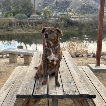 Professional canine training in Riverside and Southern California — photo 63