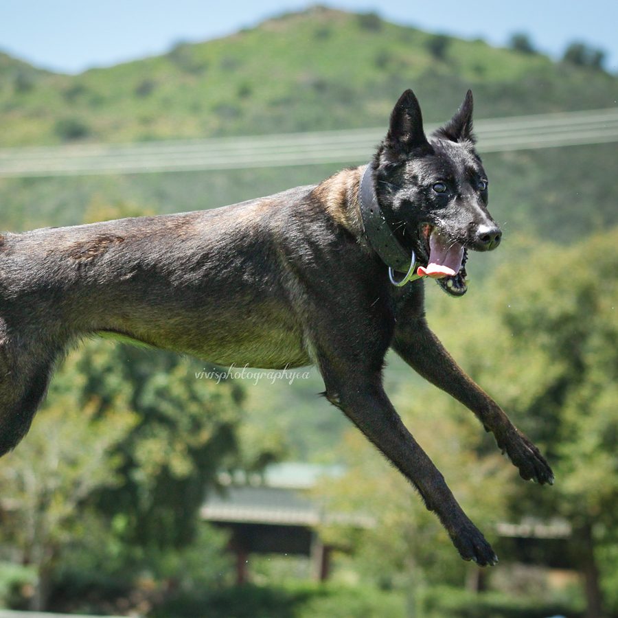 Dog training session at Evolve Canine Academy in Southern California — photo 68