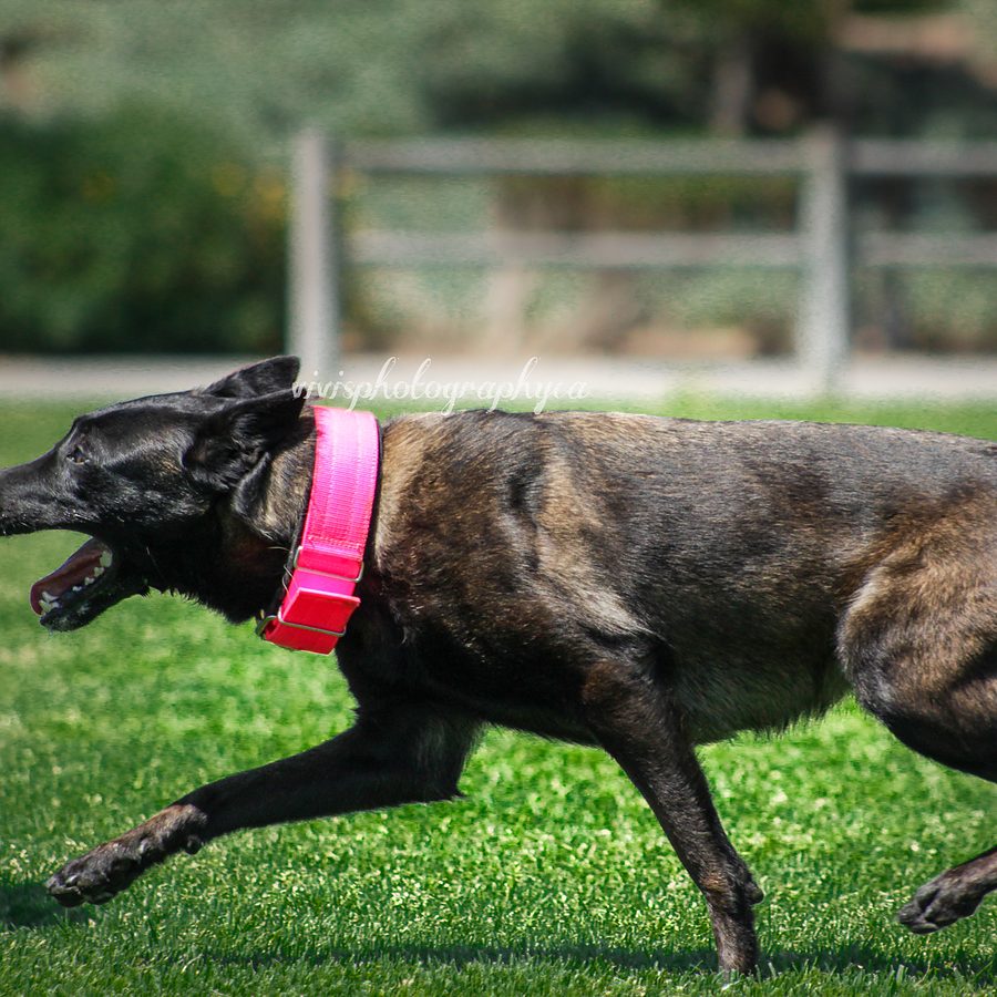 Obedience training photo from Evolve Canine Academy — photo 69