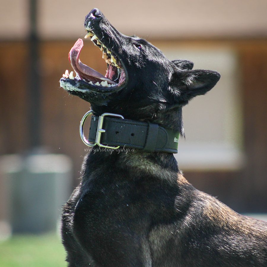 Working dog with trainer at Evolve Canine Academy — photo 70