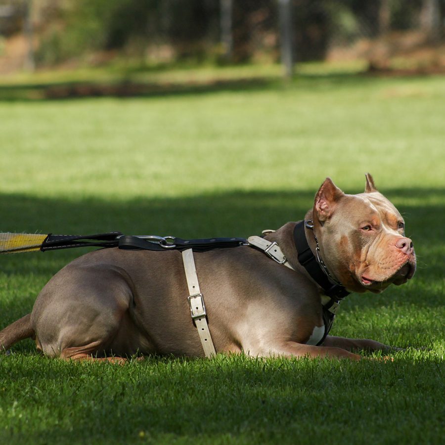 Board and train moment at Evolve Canine Academy — photo 71