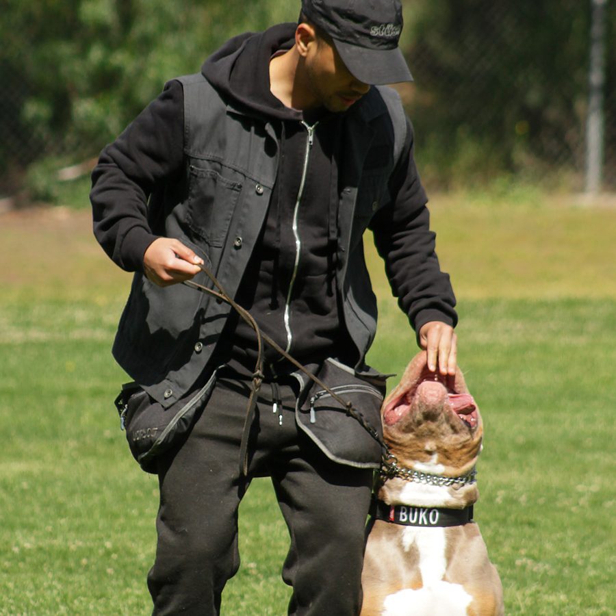 Protection training photo Evolve Canine Academy SoCal — photo 72