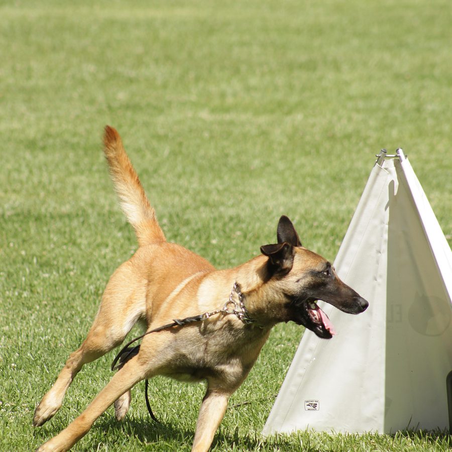 Client dog outdoors during Evolve Canine Academy training — photo 73