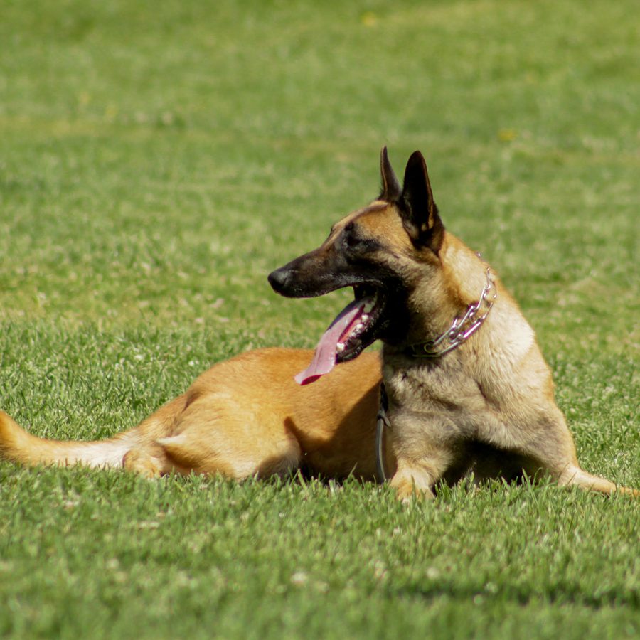 Dog training session at Evolve Canine Academy in Southern California — photo 76