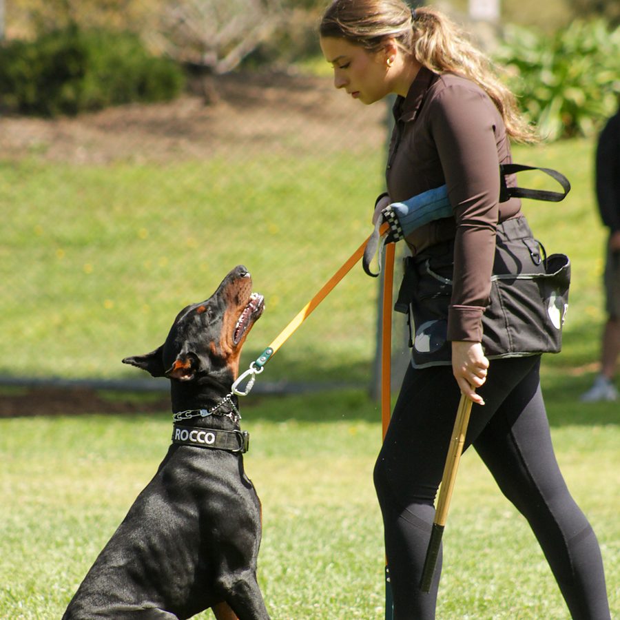 Obedience training photo from Evolve Canine Academy — photo 77