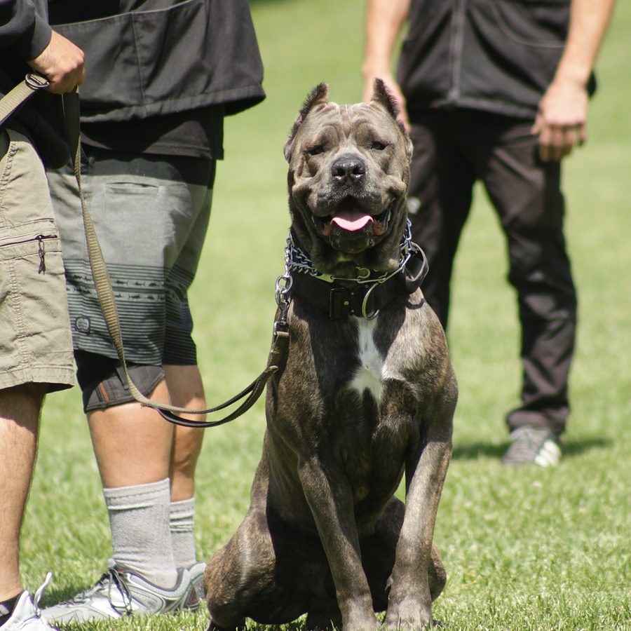 Working dog with trainer at Evolve Canine Academy — photo 78