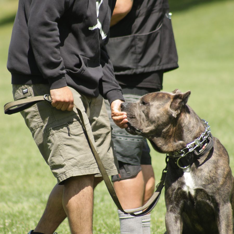 Board and train moment at Evolve Canine Academy — photo 79