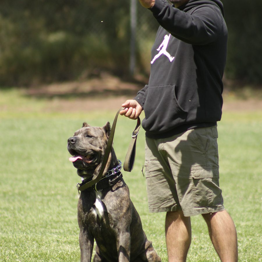 Protection training photo Evolve Canine Academy SoCal — photo 80