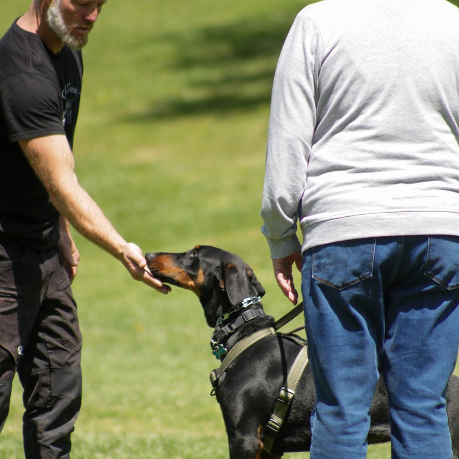 Client dog outdoors during Evolve Canine Academy training — photo 81