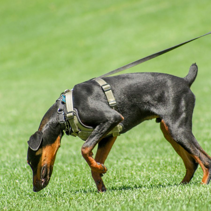 Professional canine training in Riverside and Southern California — photo 82