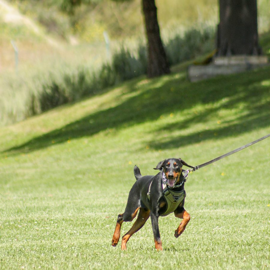 Evolve Canine Academy dog and handler training outdoors — photo 83