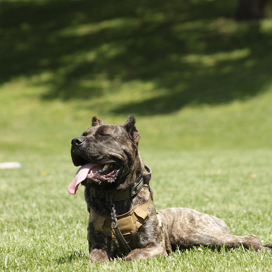 Dog training session at Evolve Canine Academy in Southern California — photo 84