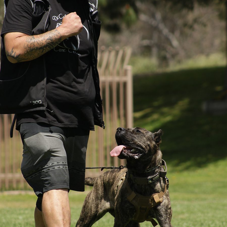 Obedience training photo from Evolve Canine Academy — photo 85