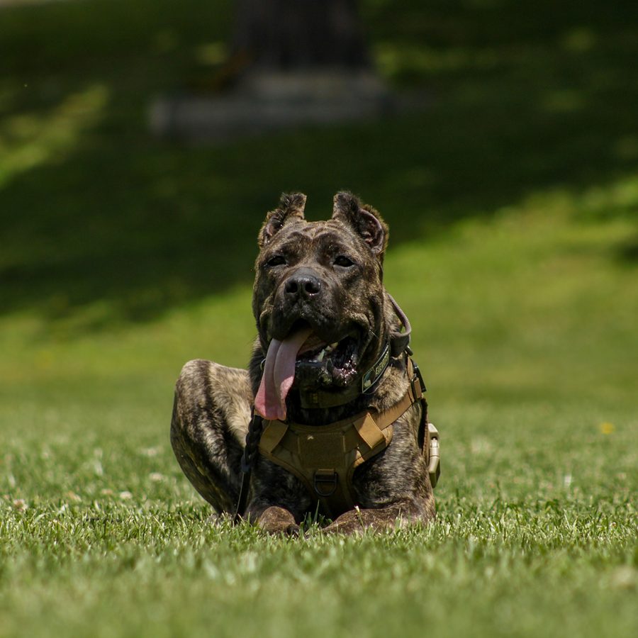 Working dog with trainer at Evolve Canine Academy — photo 86