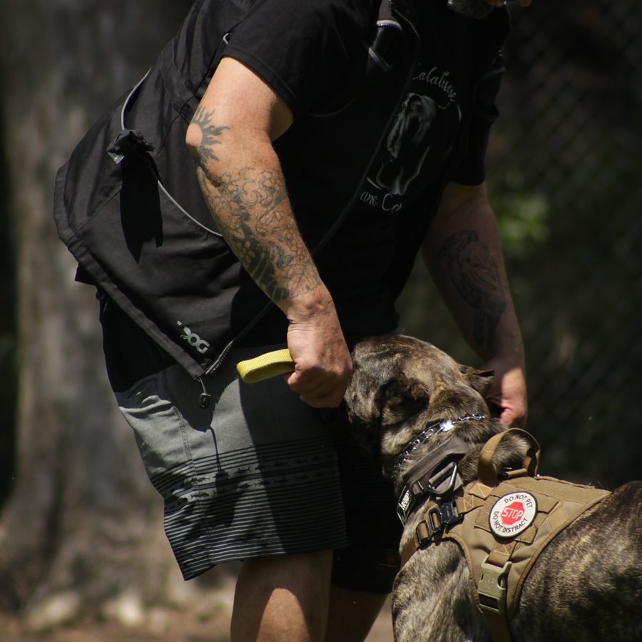 Board and train moment at Evolve Canine Academy — photo 87