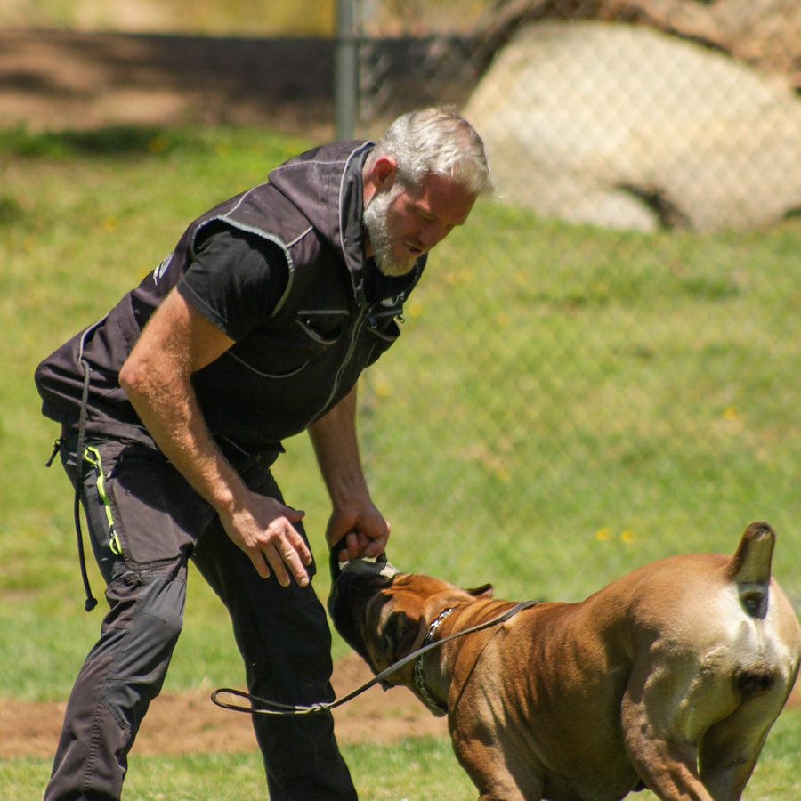 Protection training photo Evolve Canine Academy SoCal — photo 88