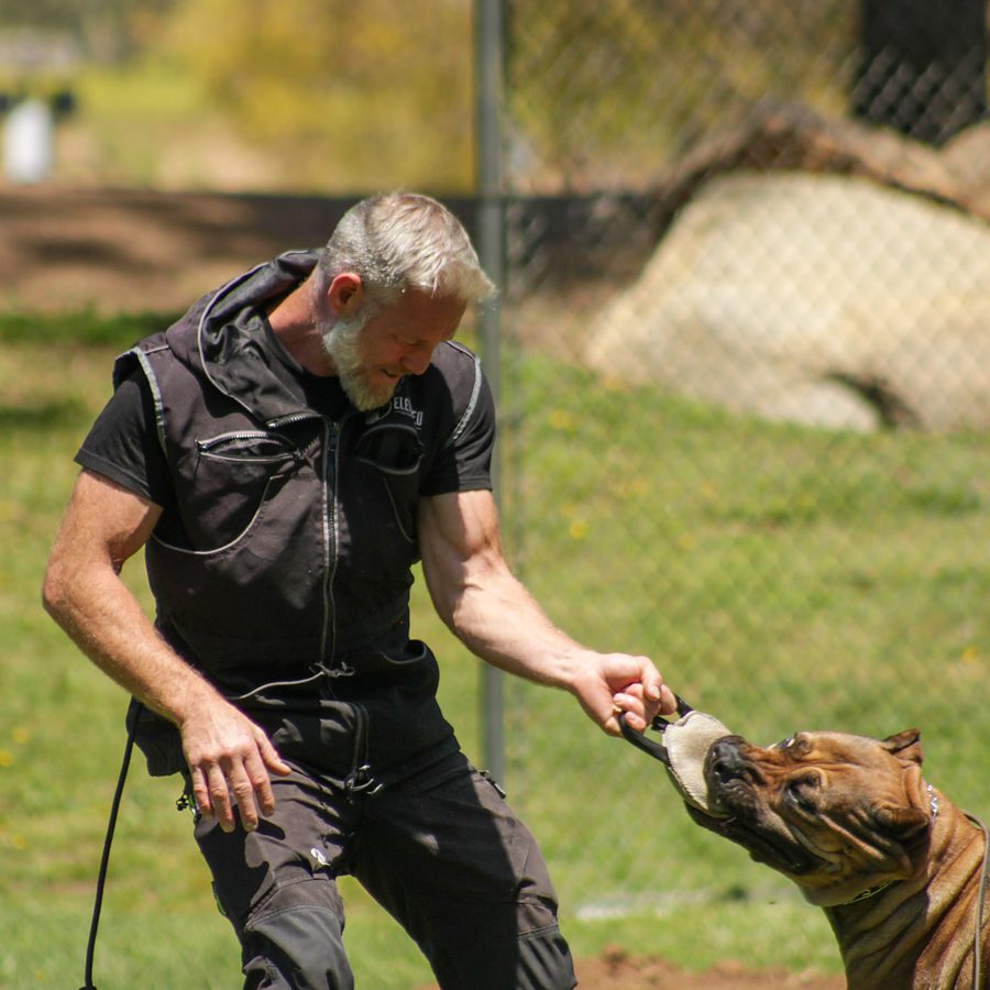 Client dog outdoors during Evolve Canine Academy training — photo 89