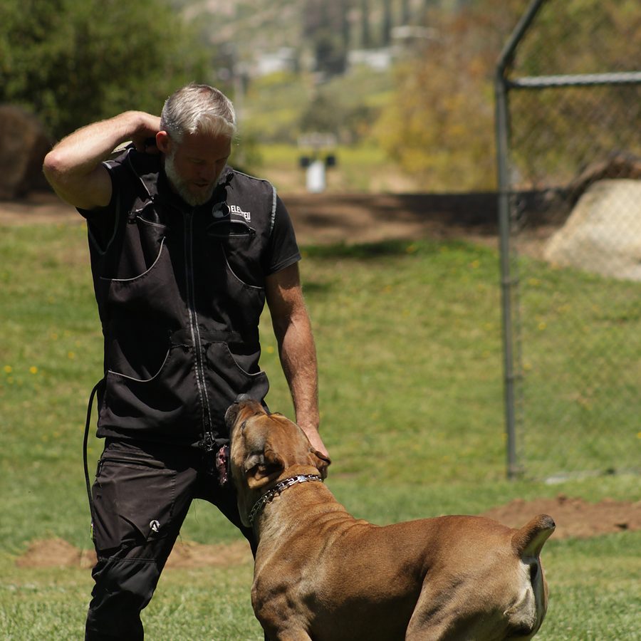Professional canine training in Riverside and Southern California — photo 90