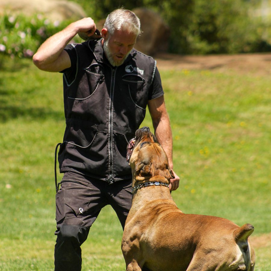 Evolve Canine Academy dog and handler training outdoors — photo 91