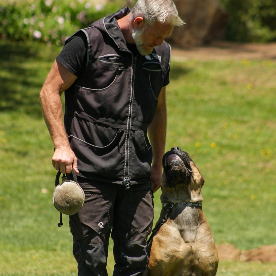 Dog training session at Evolve Canine Academy in Southern California — photo 92