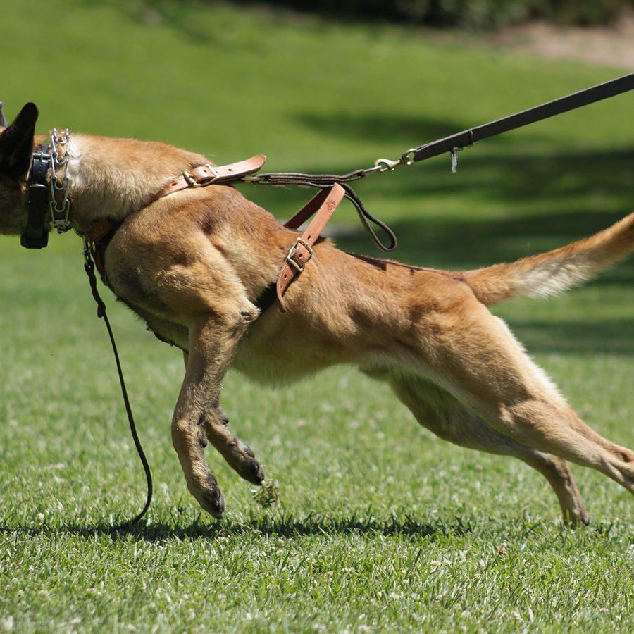 Obedience training photo from Evolve Canine Academy — photo 93