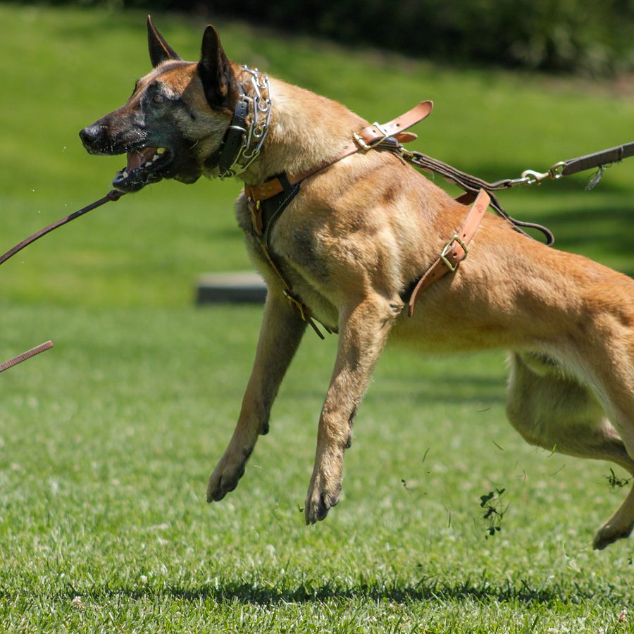 Working dog with trainer at Evolve Canine Academy — photo 94