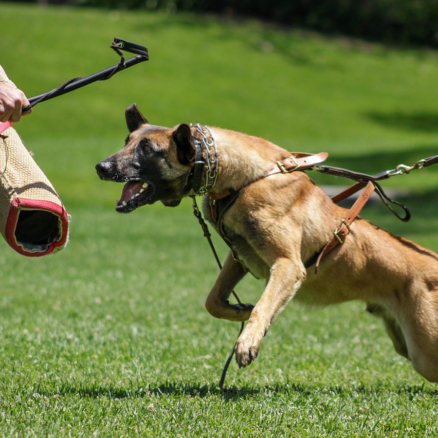 Board and train moment at Evolve Canine Academy — photo 95