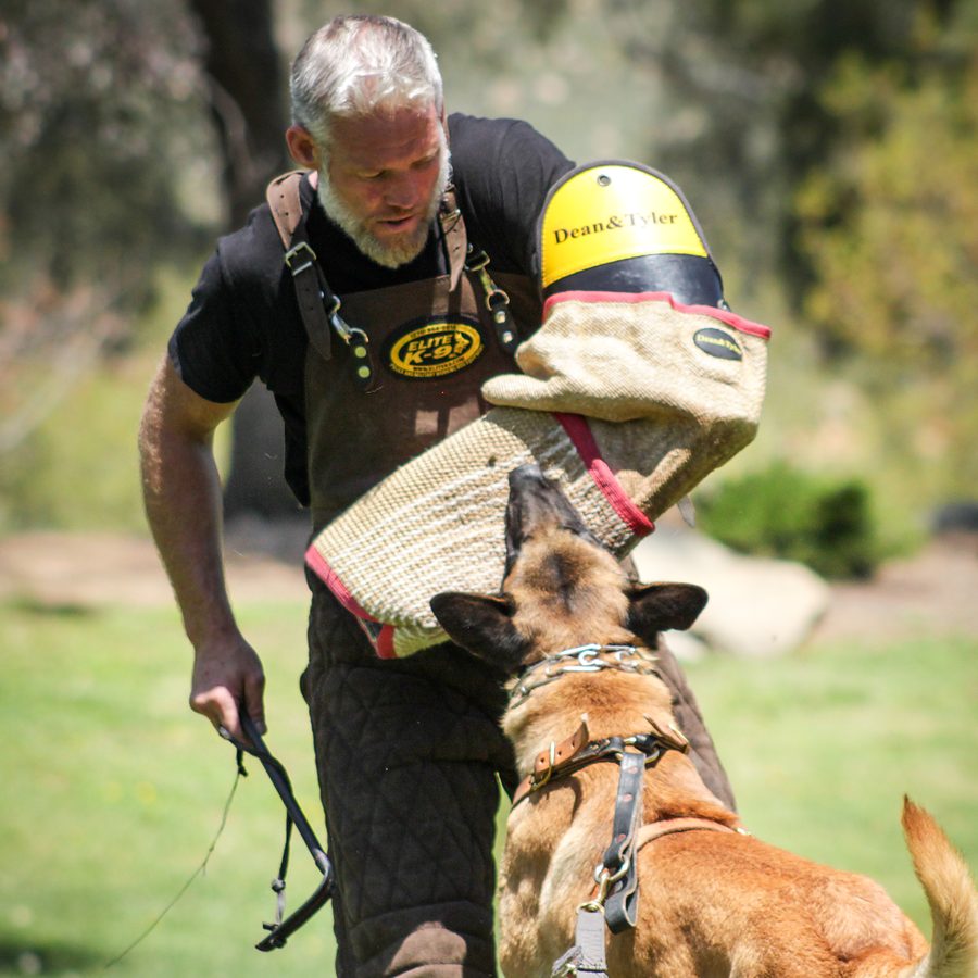 Protection training photo Evolve Canine Academy SoCal — photo 96