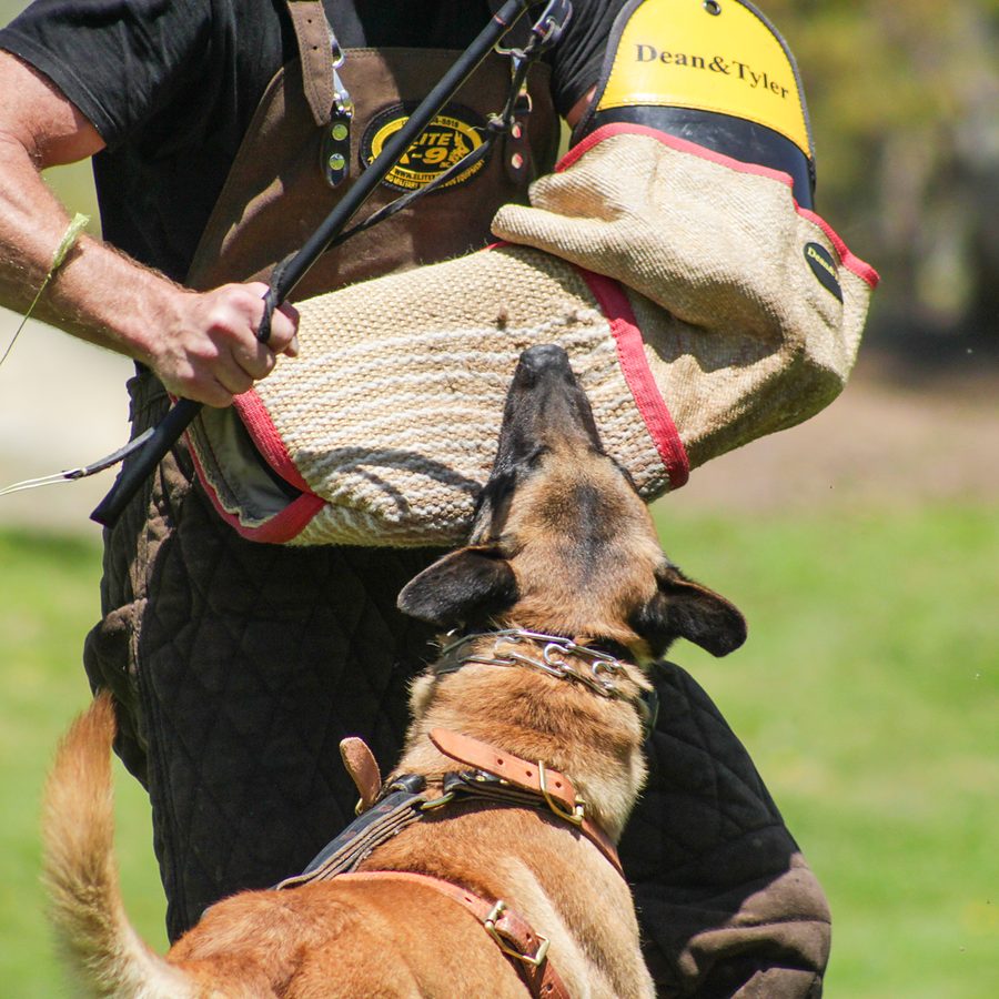 Client dog outdoors during Evolve Canine Academy training — photo 97