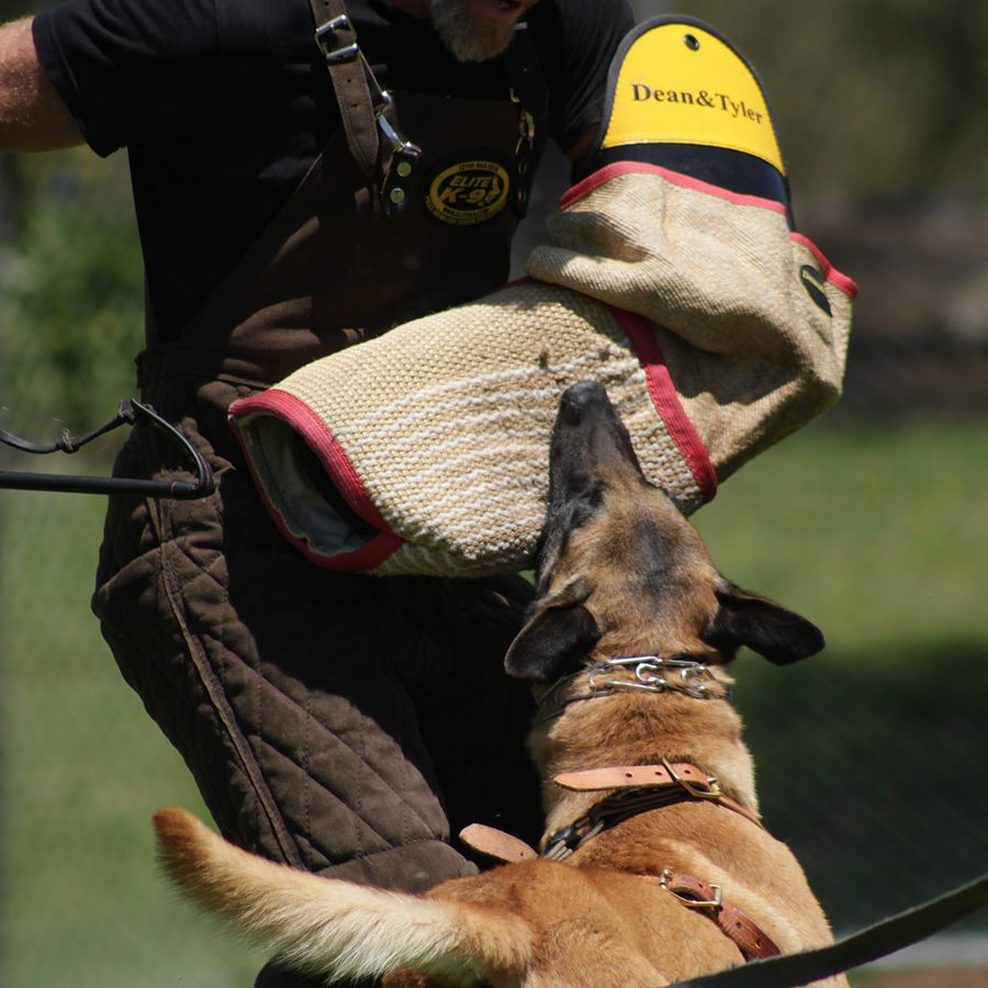 Professional canine training in Riverside and Southern California — photo 98