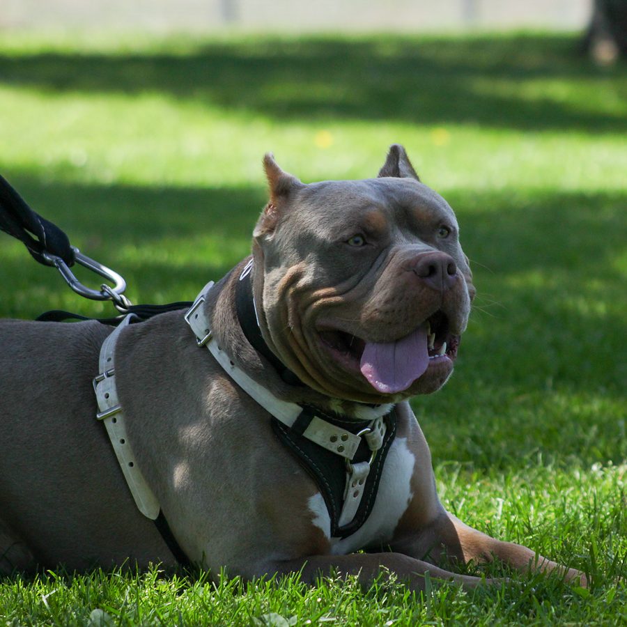 Evolve Canine Academy dog and handler training outdoors — photo 99