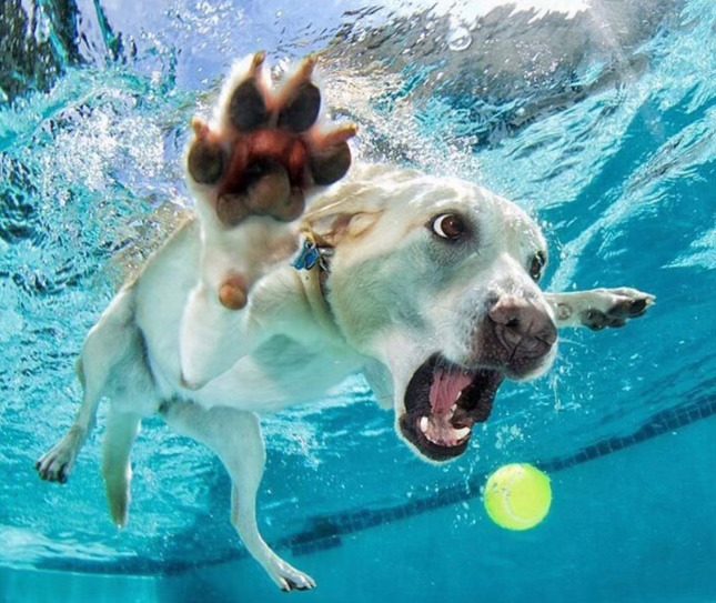 Dog training with Evolve Canine Academy serving San Diego