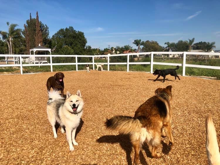 Dog training with Evolve Canine Academy serving Southern California