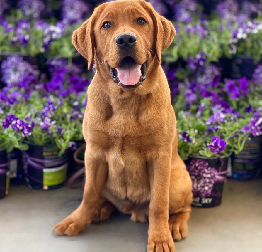 Dog training with Evolve Canine Academy serving Los Angeles