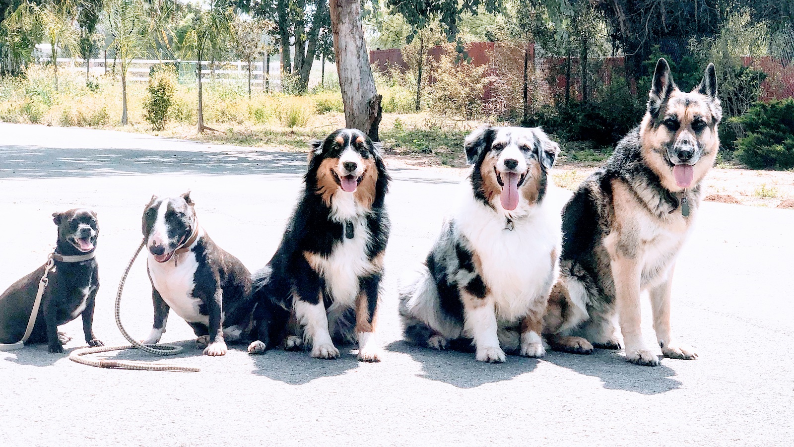 Two trained dogs sitting together after Evolve Canine Academy obedience training