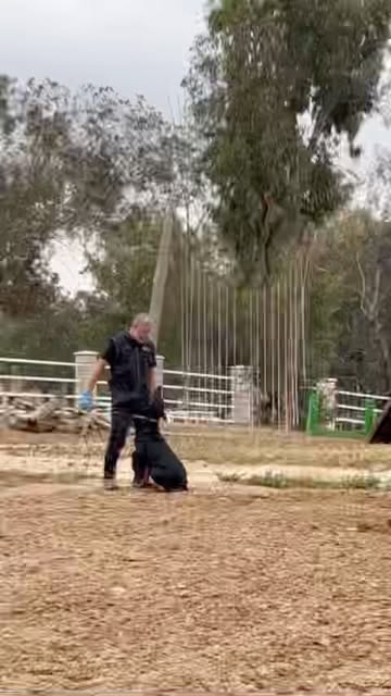 Training reel — posted May 20, 2022 — Evolve Canine Academy on Instagram