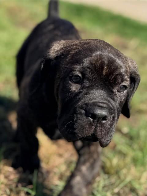 Training post — posted July 24, 2026 — Evolve Canine Academy on Instagram