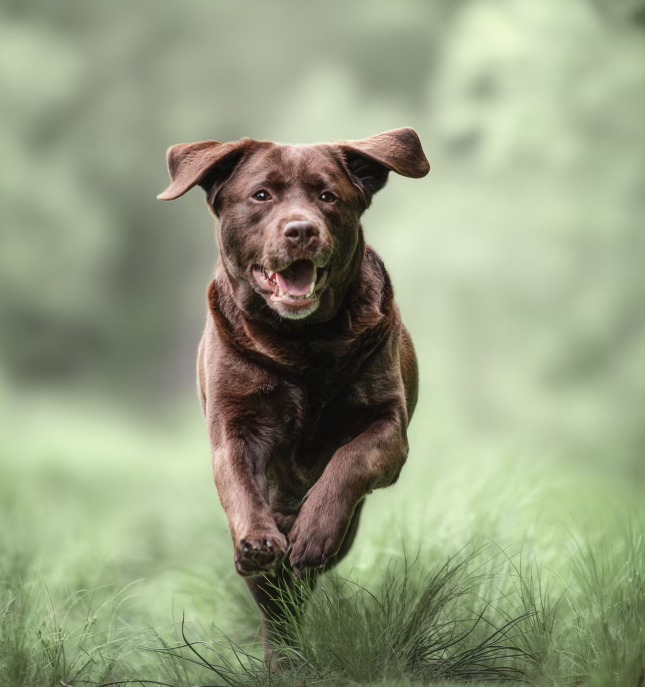 Dog training course preview