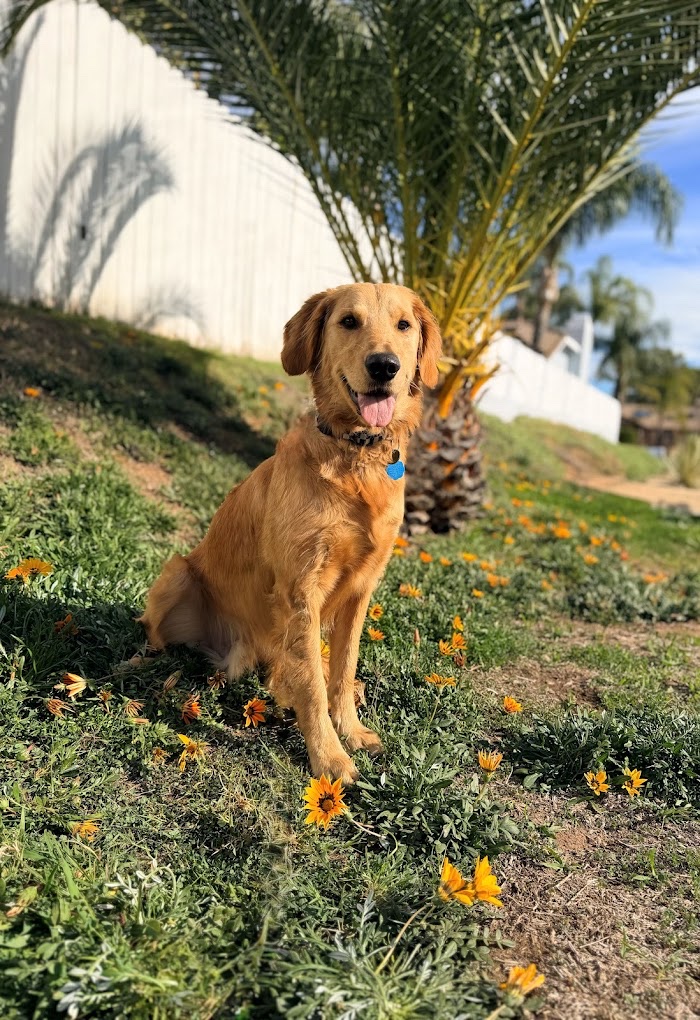 Calm golden dog during behavior training outdoors