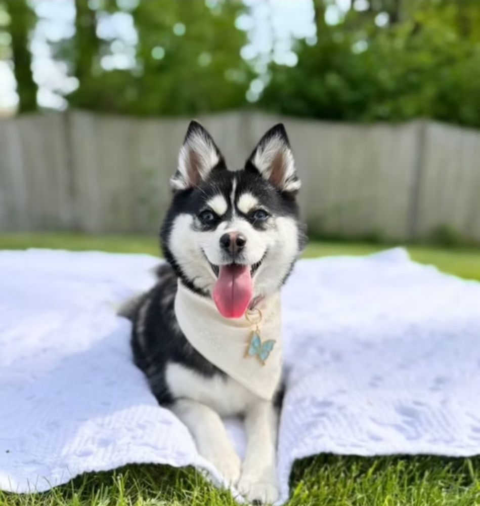 Happy daycare dog on a blanket outdoors