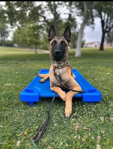 Obedient Malinois holding place on a training platform