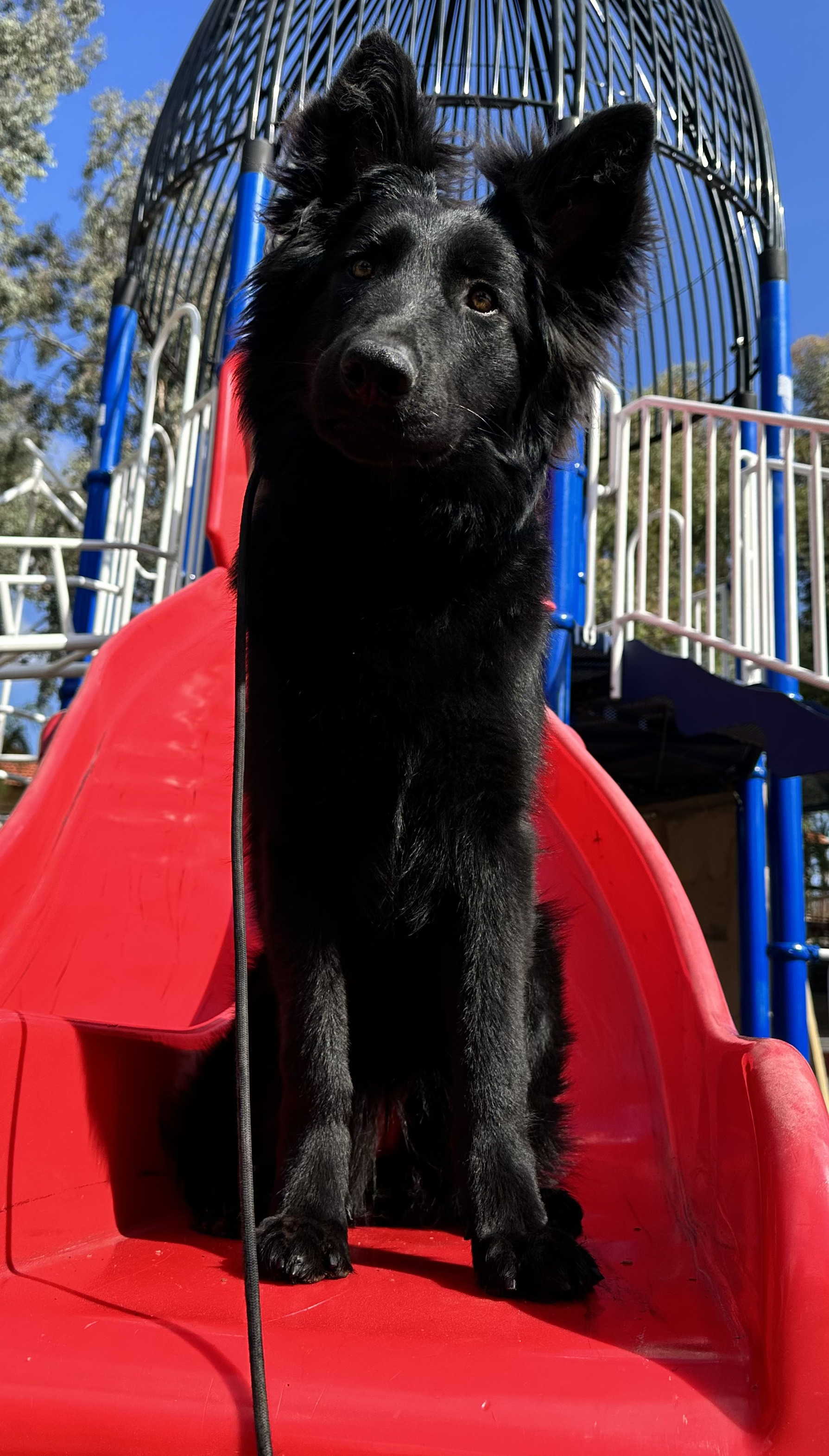 Puppy foundations online course preview
